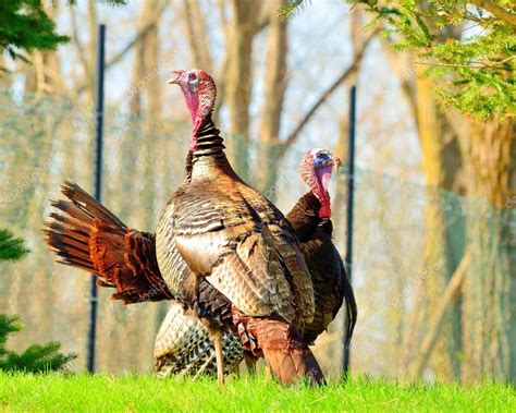 Wild Turkey Stock Photo By ©brm1949 24580959