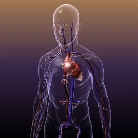 Circulatory System Anatomy In A Human Body 3d Model Max
