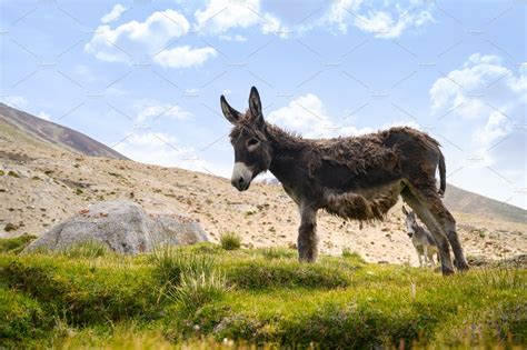 Wildlife Donkeys On Grass Field Stock Photo Containing Agricultural