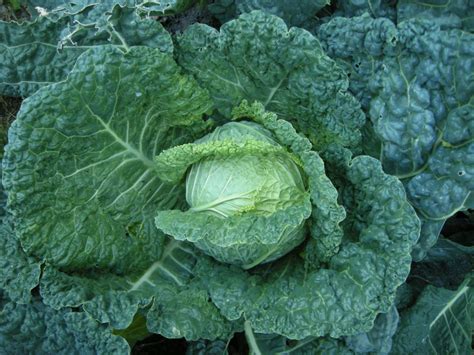 La preparazione è a base di cavolo cappuccio, le cui foglie sono tagliate a piccole strisce e sottoposte a fermentazione lattica naturale controllata, per circa due mesi, con aggiunte di sale da cucina, pepe e aromi. Cavolo verza: coltivazione, proprietà e uso in cucina ...