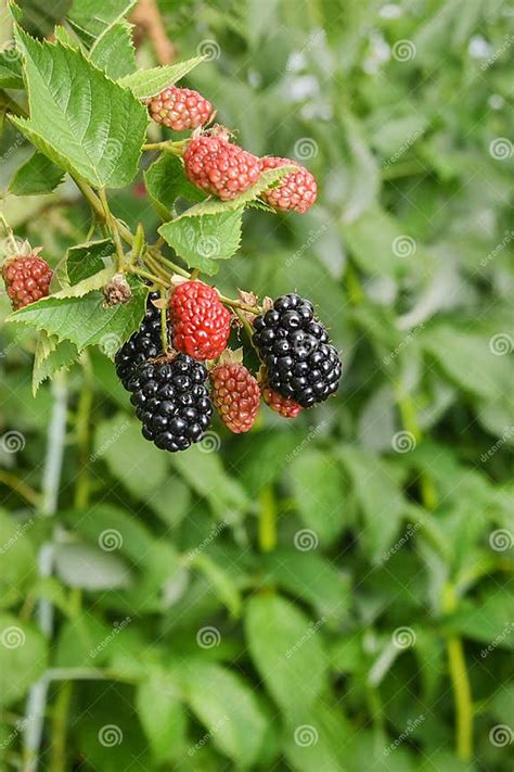 Bramble Berry Bush With Black Ripe Berries Closeup The Concept Stock