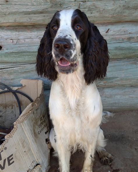 15 Informative and Interesting Facts About English Springer Spaniels ...