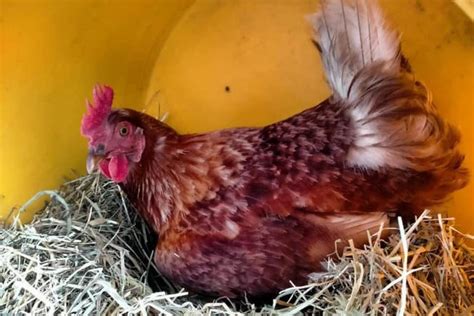 Rhode Island Red Chicken Eggs Height Size And Raising Tips