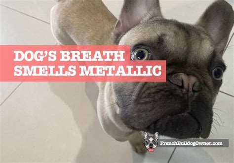 Dogs Breath Smells Metallic Iron And Blood Answer Fix
