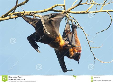 Two Giant Indian Flying Fox Bats Is Fighting Stock Image Image Of