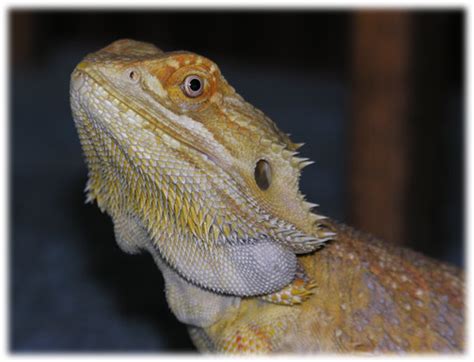 Apart from other common signs of disease (e.g. Bearded Dragon Yellow Fungus