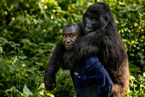 A Touching Moment A Gorilla And A Park Ranger Share A Heartwarming