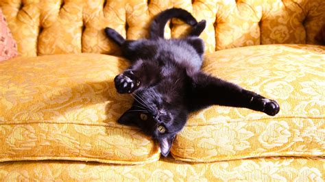 Why Black Cats Are No Longer Being Overlooked For Adoption Huffpost Free Hot Nude Porn Pic Gallery