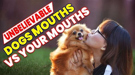 Dogs Mouths Vs Human Mouths Shocking Facts That Will Blow Your Mind