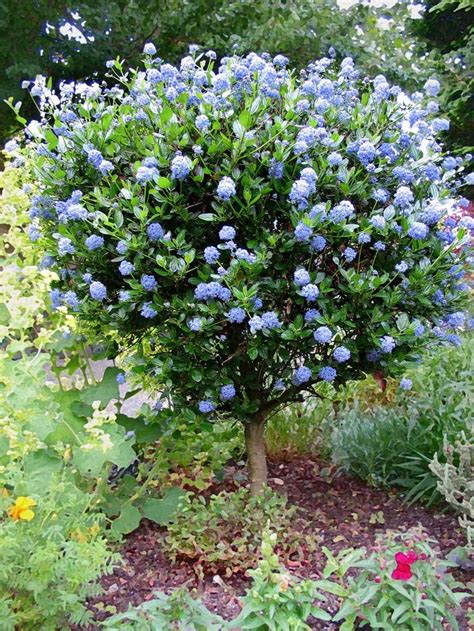 Searching for the right flowering tree or shrub to add pizzazz to your landscape? My Petal Press Garden Blog: Ceanothus "Julia Phelps ...