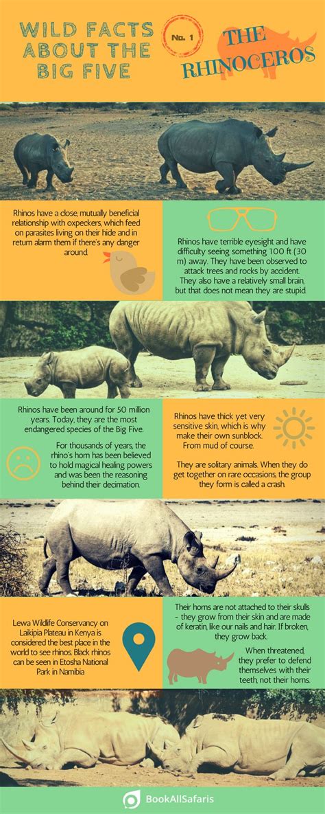 Facts Rhinos Infographic Animal Facts For Kids Rhino Facts Facts