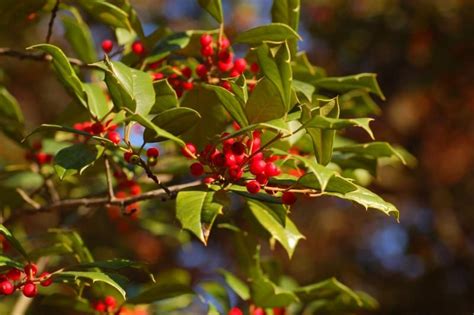 American Holly Holly Tree Native Plants Red Peppercorn Nativity