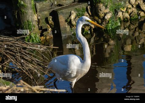 Great White Heron Stock Photo Alamy