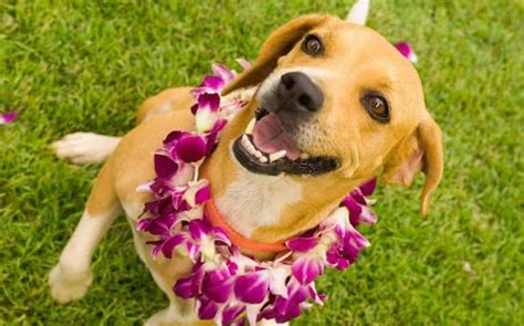 Hawaiian Dog Names 150 Beautiful Unique Ideas