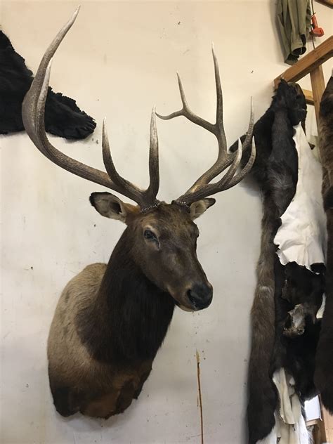 Mike Sage/ Elk Straight | Alaska Wilderness Arts and Taxidermy