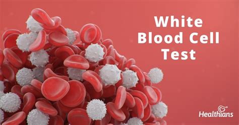 White Blood Cell Count Wbc Test Purpose Results And Range