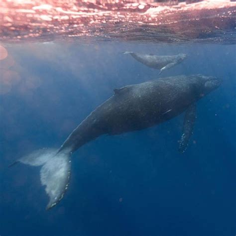 Humpback Whales Migration And Lifespan Atlantic Whales