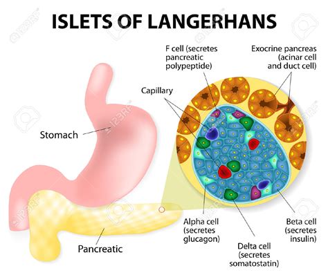 Functions Of Pancreas ~ Biological Science Help Blog Biochemistry