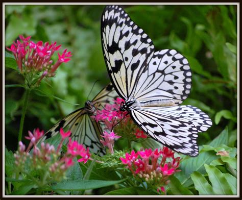 beautiful tropical butterflies