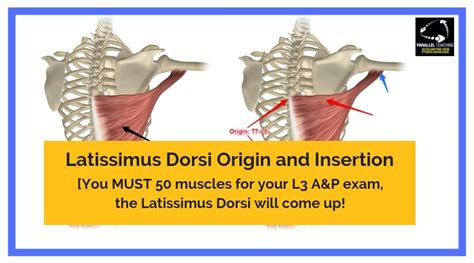 When the heads function independently, they depress the region of their insertion. Latissimus Dorsi Origin and Insertion - L3 Anatomy and ...