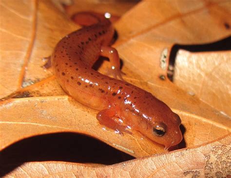 Introducing North Carolinas Newest Salamander