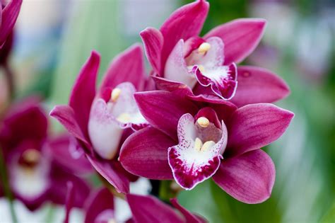 Orchid Cymbidium Plant