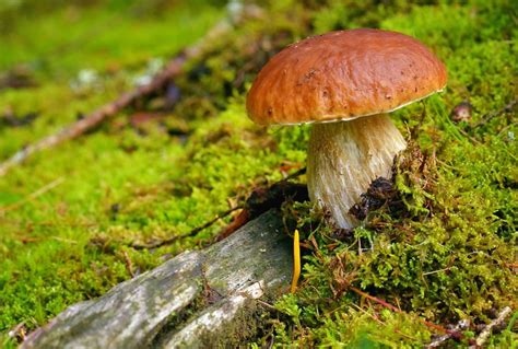 Poisonous Mushrooms For Dogs Petmd
