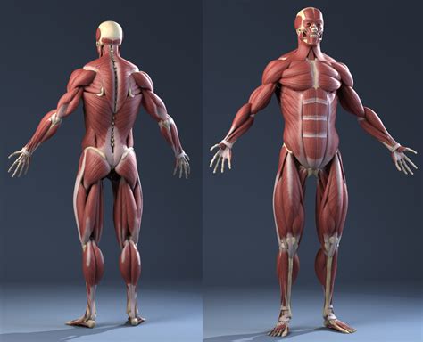 Human anatomy human anatomy and physiology bone. Muscle Anatomy Male