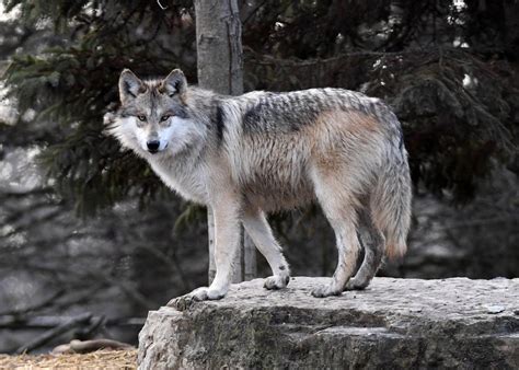 The Mexican Gray Wolf Population In The Us Rose Sharply In 2019 The