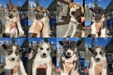 Watch Denali Sled Dog Puppies Play On Live Puppy Cam The National