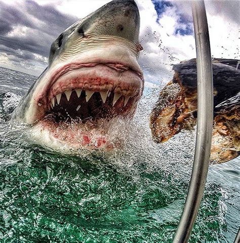 Schoolteacher Captures Amazing Photo Of Great White Shark Nz Herald