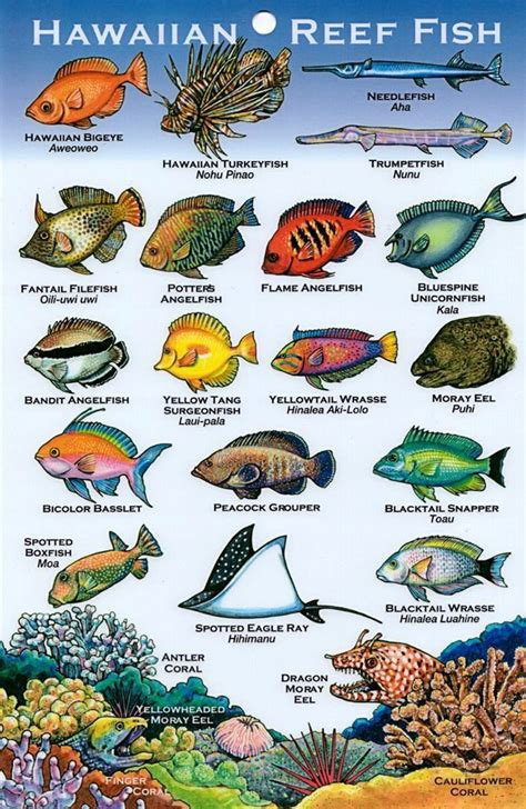 Pin By Annette Robison On Hawaii Fish Hawaii Tropical Fish