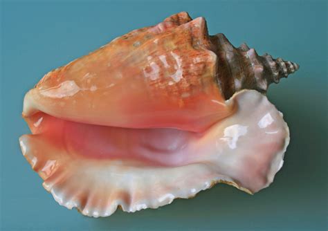 Living On Earth Conch At The Edge