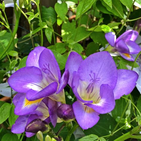Purple Freesia Flower Meaning Best Flower Site
