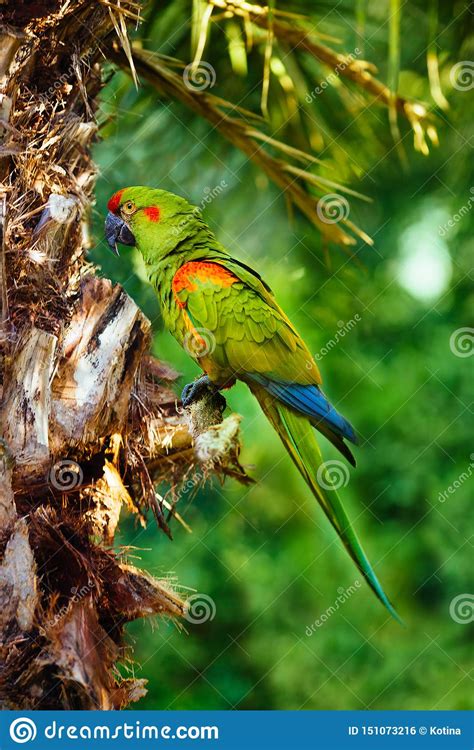 Red Fronted Macaw Ara Green Parrot Stock Photo Image Of Jungle Forest 151073216