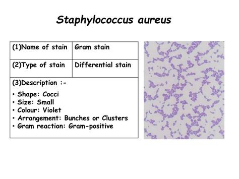 Structure Of Staphylococcus Aureus