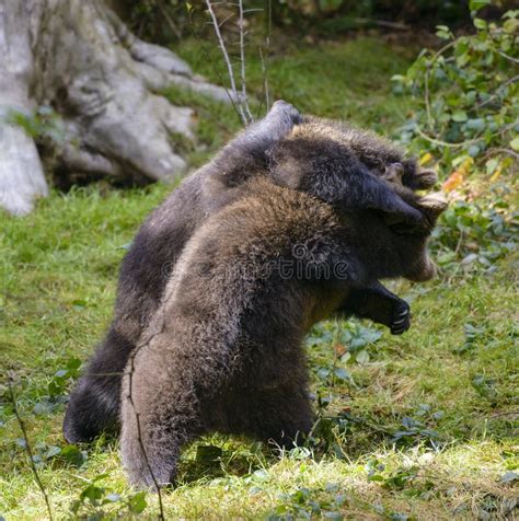 Two Brown Bear Cubs Play Fighting Stock Photo Image Of Evening