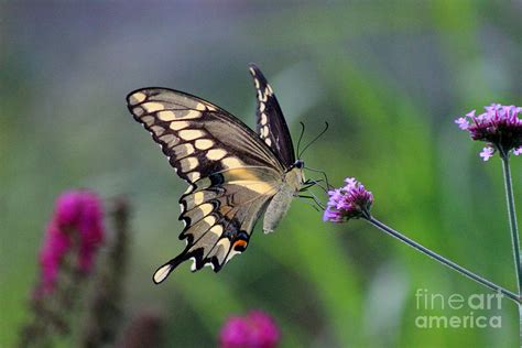 Giant Swallowtail Butterfly In Garden 2015 Photograph By Karen Adams Fine Art America
