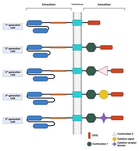 Chimeric Antigen Receptors And T Cells Rapid Novor