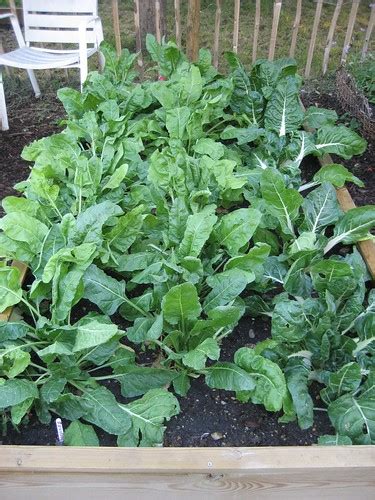 Perpetual Spinach And Swiss Chard In One Of Our New Raised Flickr