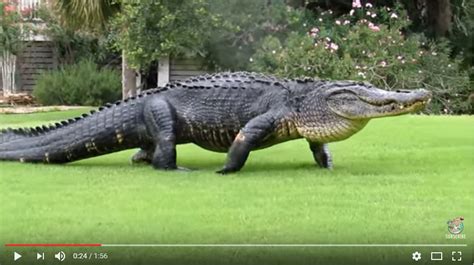 Watch Large Alligator Spotted On Golf Course Northglen News