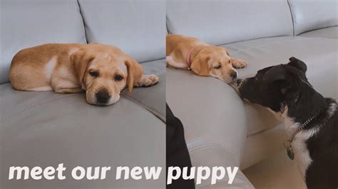 Meeting Our New Puppy Youtube