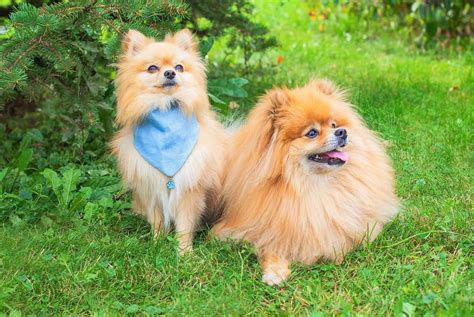 10 Best Pomeranian Rescues For Adoption 2023 Our Top 10 Picks