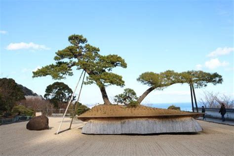 The 7 Oldest Bonsai Trees In The World Bonsai Sanctum Bonsai Tree