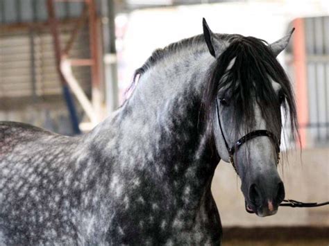 Pin By Ayla Stockwell On Purebred Spanish Horse Horses Andalusian
