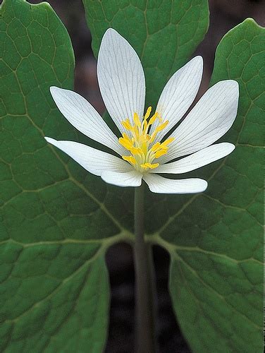 Bloodroot Sanguinaria Canadensis Woodland Flowers Garden In The