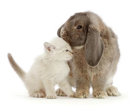 Bunny Kisses Kitty Photograph By Warren Photographic Fine Art America