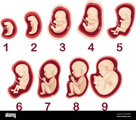 Un Vector De Desarrollo Embrionario Humano Ilustraci N Imagen Vector De