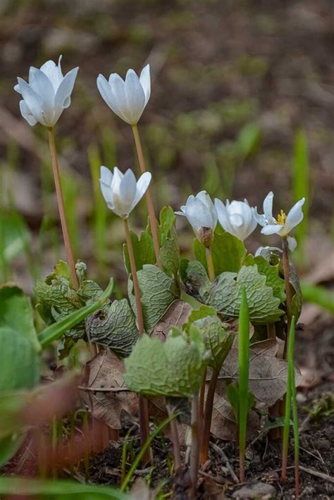 How To Grow And Care For Bloodroot Plants Gardeners Path