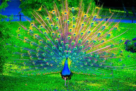 Hình Nền Peacock Hd Top Những Hình Ảnh Đẹp